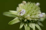 Clustered bushmint